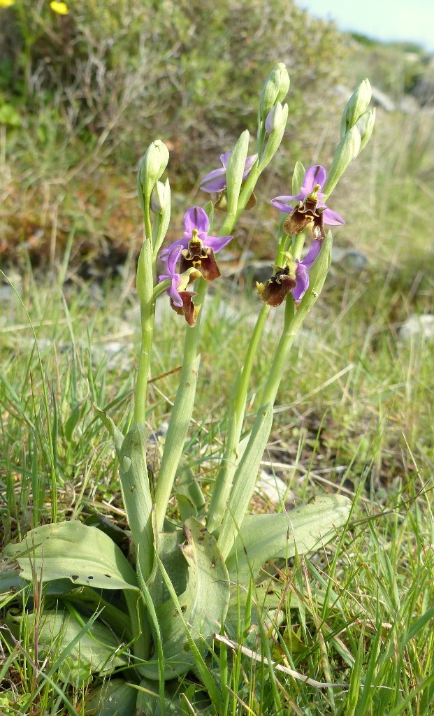 Ophrys cretica, Ophrys episcopalis  Creta aprile 2016